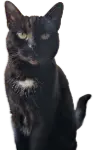 Lara the cat