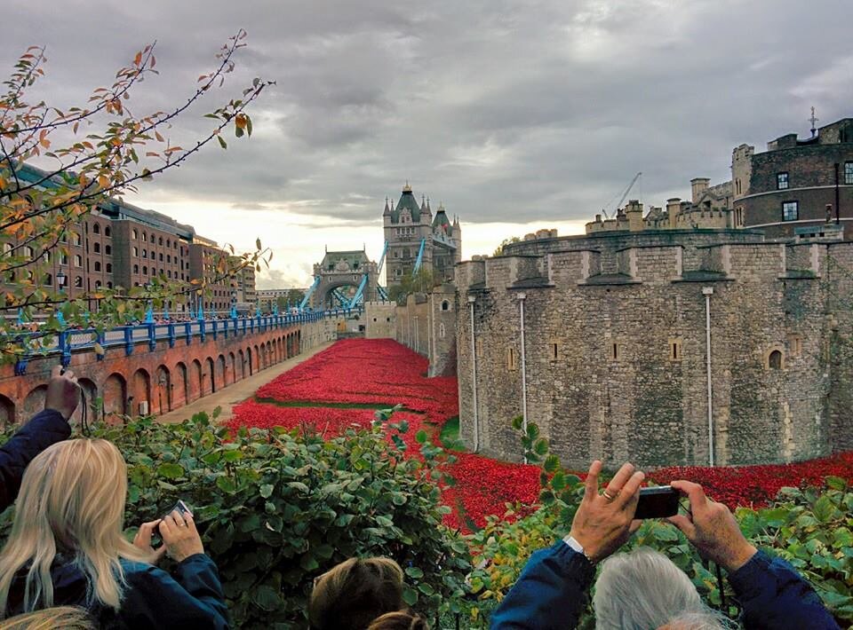 River of poppies