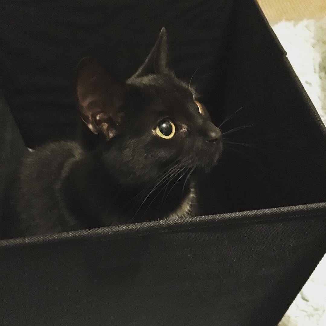 Cat in a box