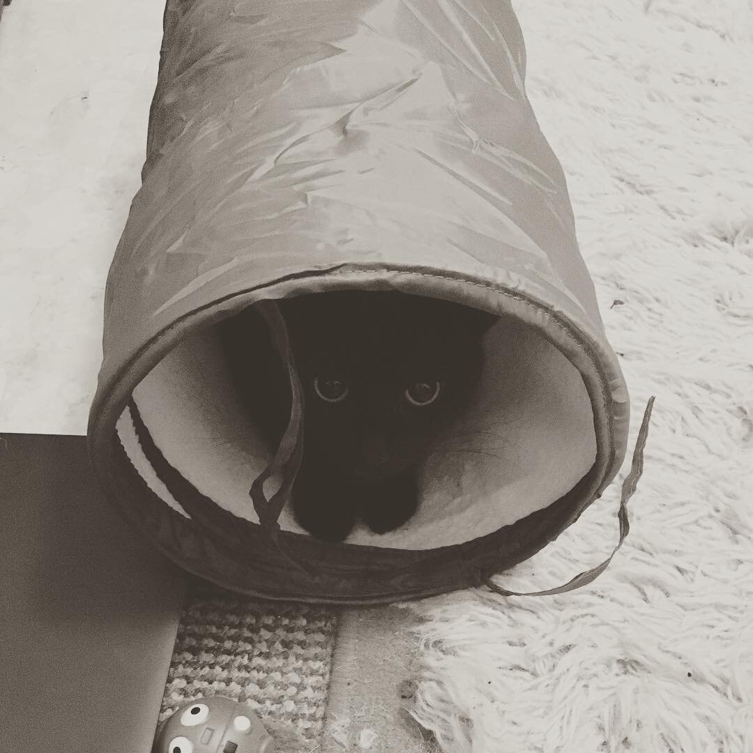 Cat in tunnel