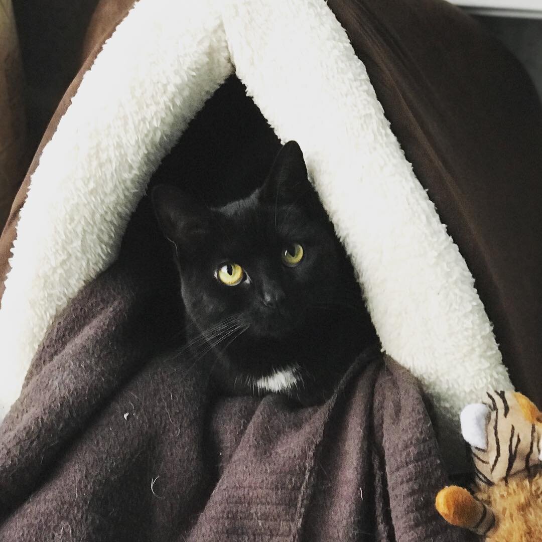 Lara in her cat house