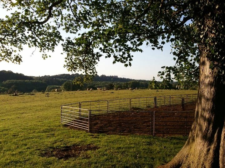 Evening Field