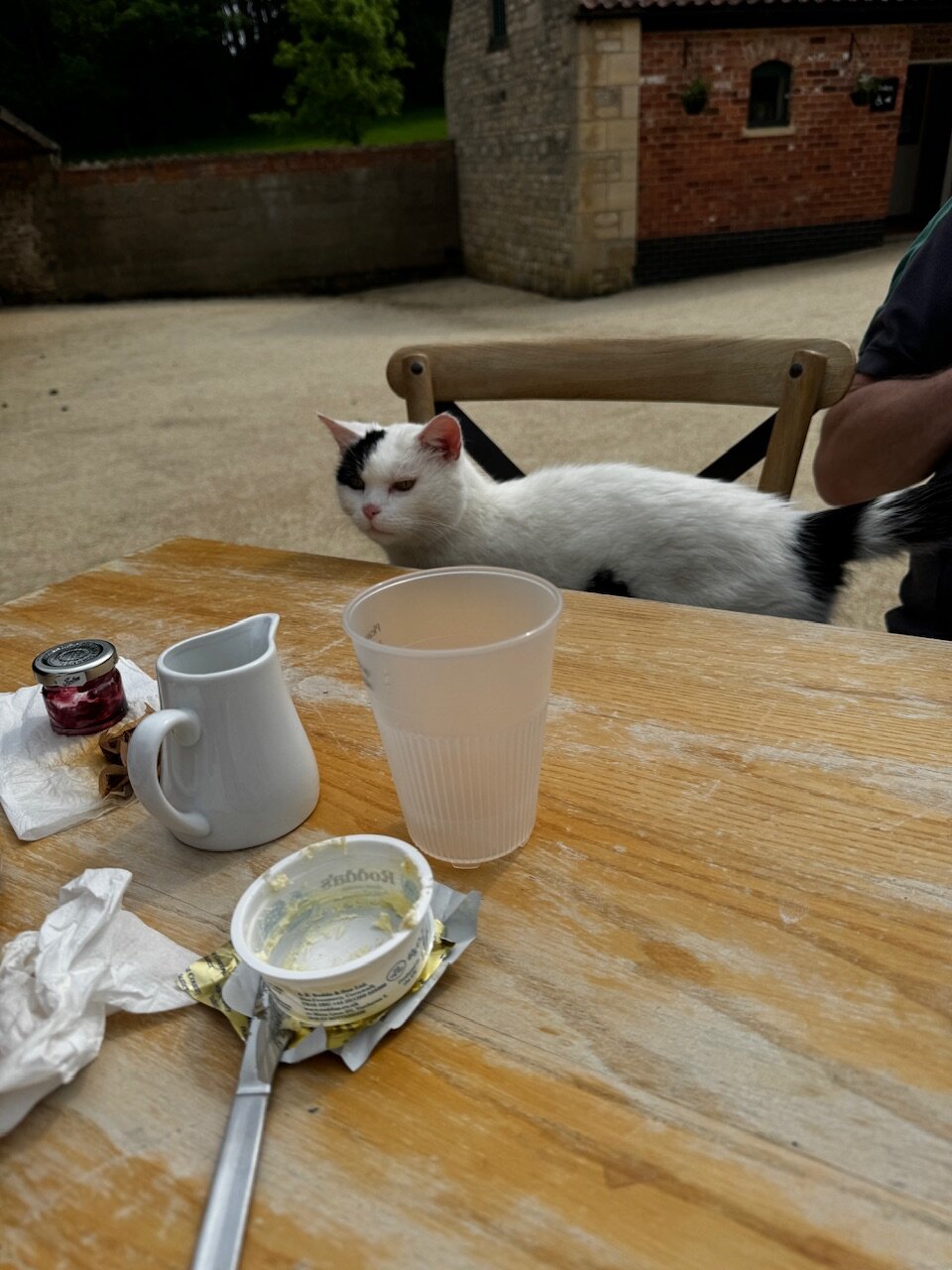 Afternoon tea guest