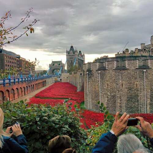 River of poppies