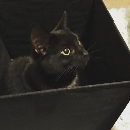 Cat in a box
