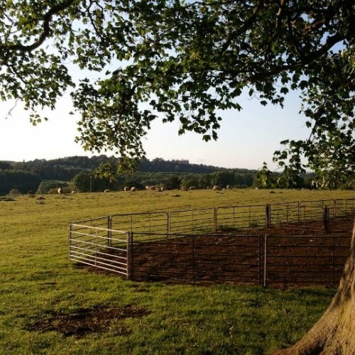 Evening Field