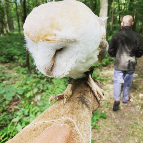 Just taking an owl for a walk