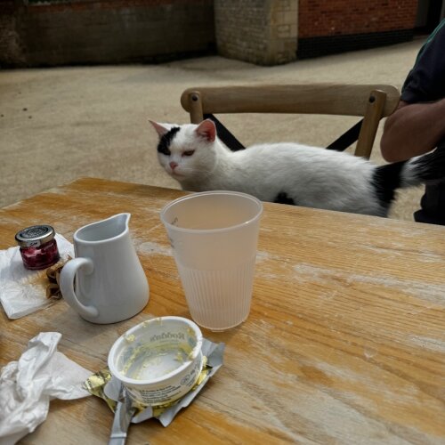 Afternoon tea guest
